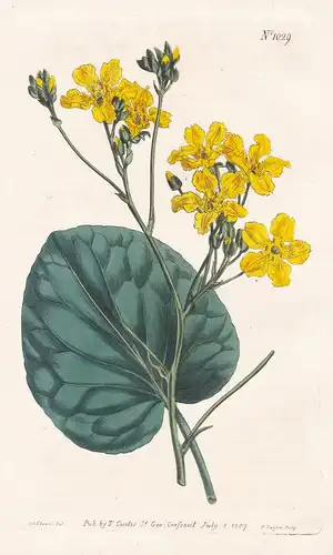 Menyathes Exaltata. Tall Buck-Bean. Tab. 1029 - Liparophyllum exaltatum / Pflanze plant / flower flowers Blume