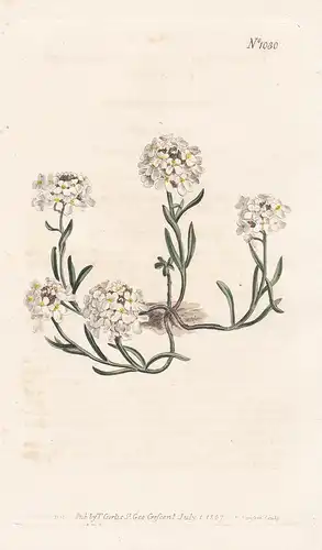 Iberis Ciliata. Ciliate-leaved Candytuft. Tab. 1030 - candytuft Schleifenblumen / Caucasus / Pflanze plant / f