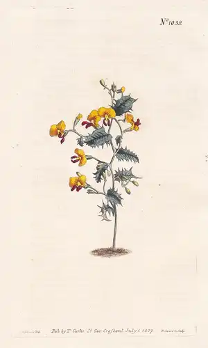 Chorizema Nanum. Dwarf Chorizema. Tab. 1032 - Australia Australien / Pflanze plant / flower flowers Blume Blum