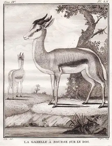 La Gazelle a Bourse sur le dos - Antilope Asia Asien Afrika Africa / Tiere animals animaux