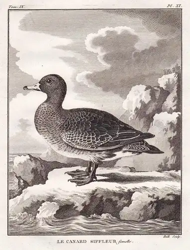 Le canard siffleur femelle - Pfeifente Eurasian wigeon / ducks Ente Enten / Vögel birds Vogel bird oiseaux
