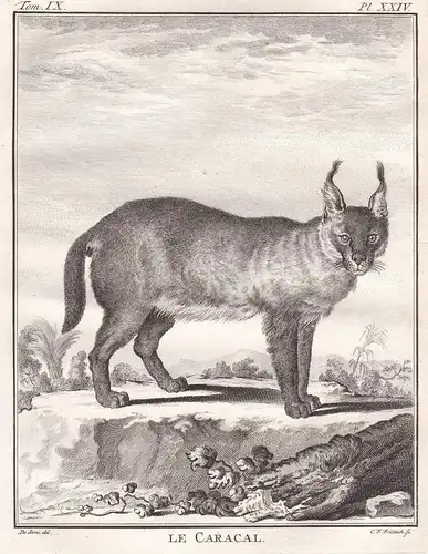 Le Caracal - Karakal Katze / Tiere animals animaux