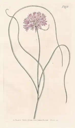 Allium Paniculatum. Rose-coloured Garlic. Tab. 973 - Rispen-Lauch garlic / Pflanze plant / flower flowers Blum