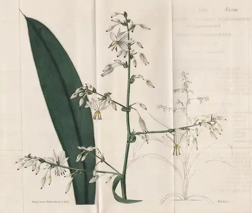 Arthropodium Cirratum. Broad-leaved Arthropodium. Tab. 2350 - rengarenga renga lily rock lily Lilie / Neuseela