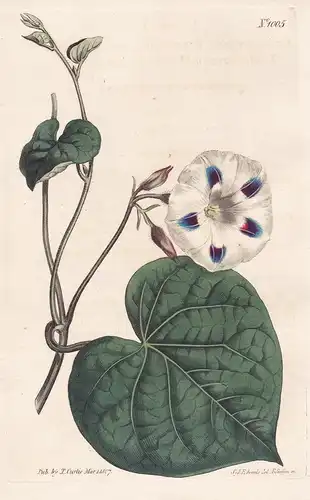 Convolvulus Purpureus, var. Elatior. Tall spotted-flowered Bindweed. Tab. 1005 - Purpur-Prunkwinde morning-glo