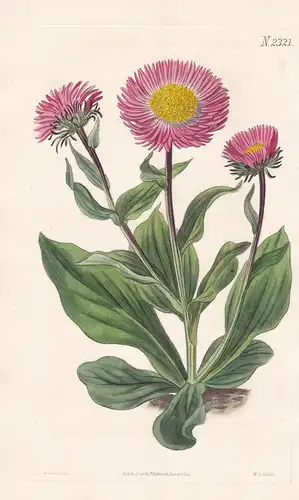 Aster Alwartensis. Fine-Rayed Star-wort. Tab. 2321 - Astern / Caucasus Kaukasus / Pflanze plant / flower flowe
