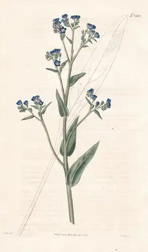 Anchusa Barrelieri. Barrelier's bugloss. Tab. 2349 - false alkanet / Pflanze plant / flower flowers Blume Blum