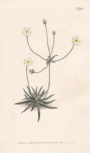 Androsace Lactea. Grass-leaved Androsace. Tab. 981 - Mannsschild milkwhite rock jasmine / Pflanze plant / flow
