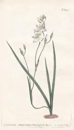 Geissorhiza Secunda. White-flowered One-ranked Geissorhiza. Tab. 1105 - South Africa Südafrika / Pflanze plant