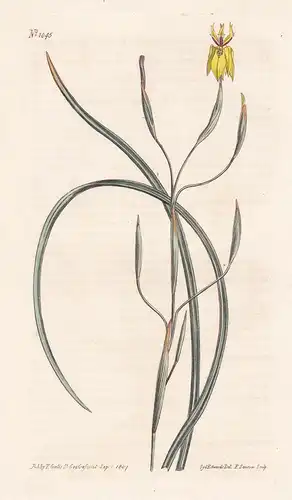 Moraea Bituminosa. Yellow-flowered clammy moraea. Tab. 1045 - South Africa Südafrika / Pflanze plant / flower
