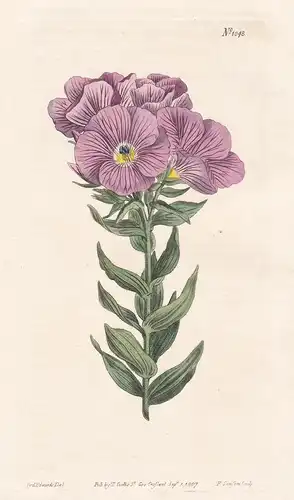 Linum Hypericifolium. Mallow-flowered Flax. Tab. 1048 - Caucasus / Pflanze plant / flower flowers Blume Blumen