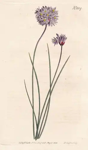 Sowerbaea Juncea. Rush-leaved Sowerbaea. Tab. 1104 - Vanilla Lily / Australia / Pflanze plant / flower flowers