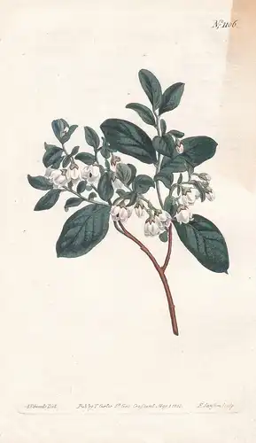 Vaccinium Dumosum. Bushy Whortle-Berry. Tab. 1106 - dwarf huckleberry / North America Amerika / Pflanze plant