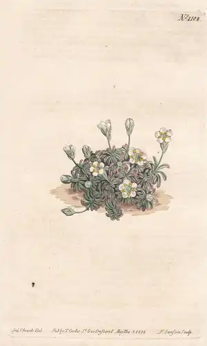 Diapensia Lapponica. Northern Diapensia. Tab. 1108 - pincushion plant / Himalaya China / Pflanze plant / flowe