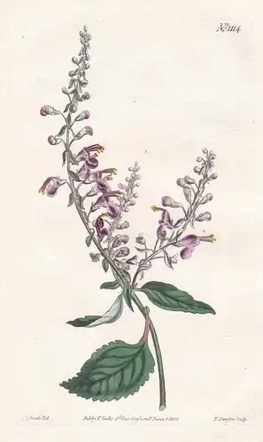 Teucrium Betonicum. Hoary Germander. Tab. 1114 - Madeira Germander / Madeira / Pflanze plant / flower flowers