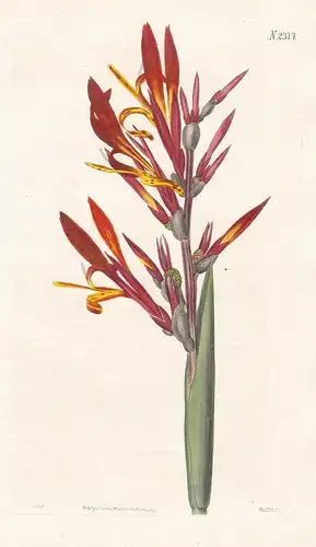 Canna Speciosa. Napaul Canna; Quematee of the Nawars. Tab. 2317 - Blumenrohr canna lily / Pflanze plant / flow