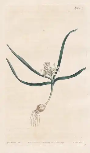 Allium Chamae Moly. Bastard Garlic. Tab. 1203 - Gold-Lauch golden garlic Sommer-Bärlauch lily leek Lauch garli