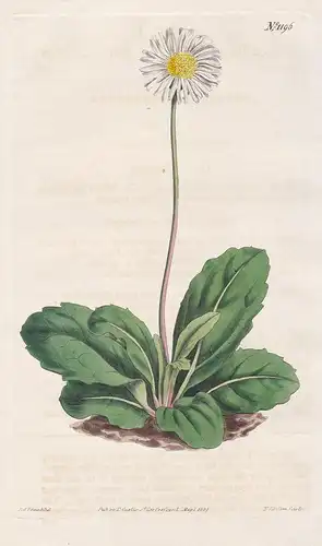 Arnica Bellidiastrum. Daisy-leaved Arnica. Tab. 1196 - Arnika / Pflanze plant / flower flowers Blume Blumen /