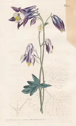 Aquilegia Hybrida. Two-coloured Columbine. Tab. 1221 - Akeleie Akeleien granny's bonnet columbine / Pflanze pl