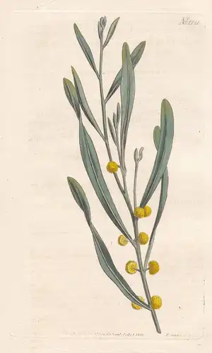 Mimosa Stricta. Twin-flowered Mimosa. Tab. 1121 - Pflanze plant / flower flowers Blume Blumen / botanical Bota