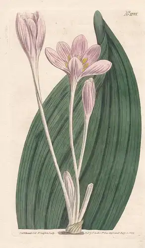 Colchicum Byzantinum. Broad-leaved Colchicum. Tab. 1122 - Byzantine meadow saffron / Pflanze plant / flower fl