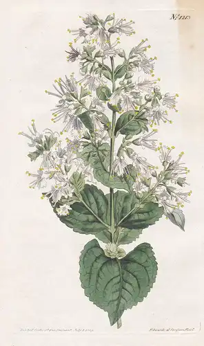 Collinsonia Anisata. Anise-scented Collinsonia. Tab. 1213 - richweed stoneroot / South Carolina / Pflanze plan