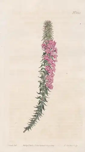 Epacris Pungens var. Rubra. Red-flowered Pungent Epacris. Tab. 1199 - heath Heidekraut Erica Erika / Pflanze p