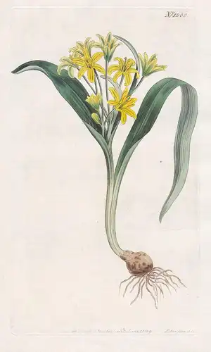 Gagea Lutea. Yellow Gagea. Tab. 1200 - Wald Gelbstern yellow star-of-Bethlehem / Pflanze plant / flower flower