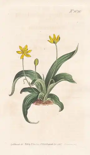 Hypoxis Ovata. Smooth-leaved Hypoxis. Tab. 1010 - star-grass star lily Lilie yellow stars / Pflanze plant / fl