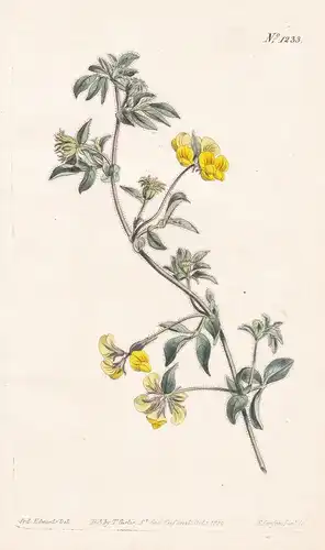 Lotus Odoratus. Sweet-scented Birds-foot trefoil.  Tab. 1233 - Klee Clove trefoil / Pflanze plant / flower flo
