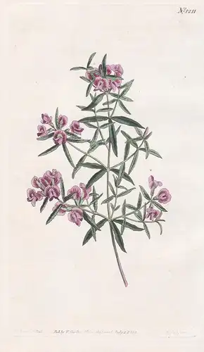 Mirbelia Reticulata. Netted-leaved Mirbelia. Tab. 1211 - Australien Australia / Pflanze plant / flower flowers