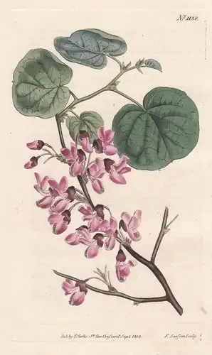 Cercis Siliquastrum. Common Judas-Tree. Tab. 1138 - Judasbaum Judas tree / Pflanze plant / flower flowers Blum