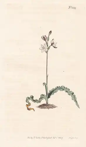 Hesperantha Cinnamomea. The Mon Evening-Flower. Tab. 1054 -  South Africa Südafrika / Pflanze plant / flower f