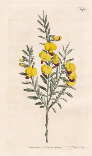 Bossiaea Lanceolata. Narrow-leaved Bossiaea. Tab. 1144 - Australia / Pflanze plant / flower flowers Blume Blum