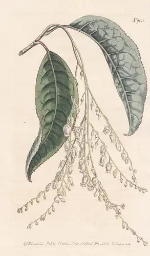 Andromeda Arborea. Tree Andromeda, or Sorrel-Tree. Tab. 905 - sourwood Sauerbaum / Pflanze plant / flower flow