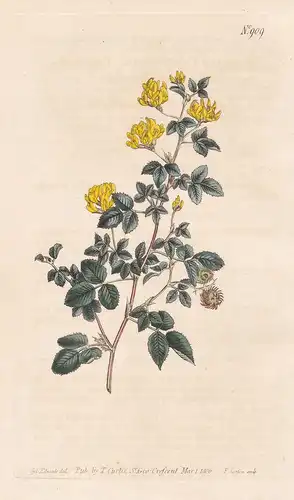 Medicago Carstiensis. Creeping-rooted Medick. Tab. 909 - Mediterranean / Pflanze plant / flower flowers Blume