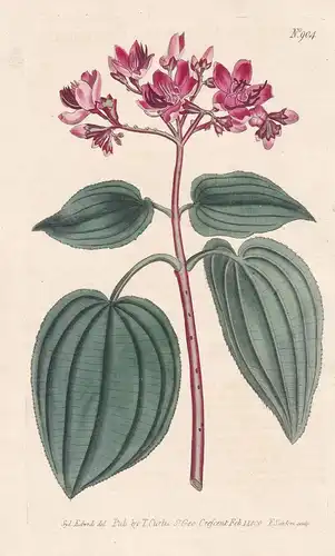 Melastoma Corymbosa. Corymbous Melastoma. Tab. 904 - Sierra Leone / Pflanze plant / flower flowers Blume Blume