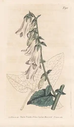 Campanula Macrophylla. Large-leaved bell-flower. Tab. 912 - bellflower / Pflanze plant / flower flowers Blume