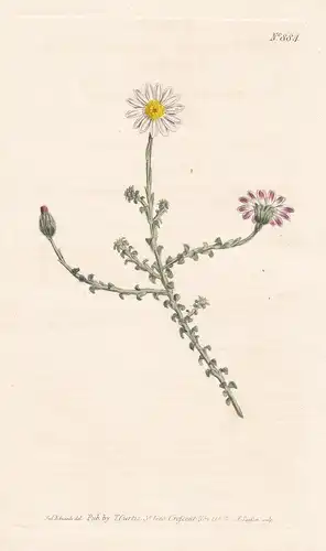 Aster Reflexus. Reflexed-leaved star-wort. Tab. 884 - Polyarrhena reflexa / Pflanze plant / flower flowers Blu