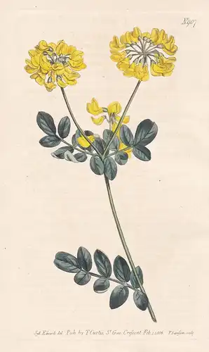 Coronilla Coronata. Crown-flowered Coronilla. Tab. 907 - Berg-Kronwicke / Pflanze plant / flower flowers Blume