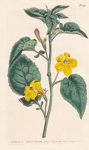 Goodenia grandiflora. Large-flowered Goodenia. Tab. 890 - large-flowered goodenia / Australia / Pflanze plant