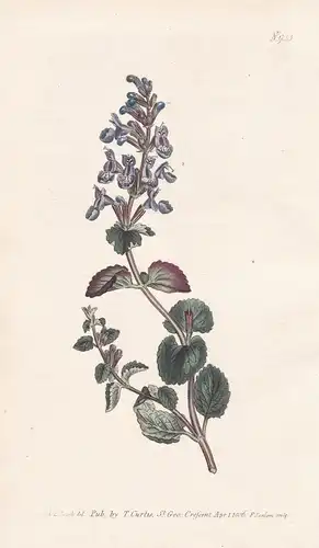 Nepeta Longiflora. Long-tubed Cat-Mint. Tab. 923 - catnip Katzenminzen / Pflanze plant / flower flowers Blume