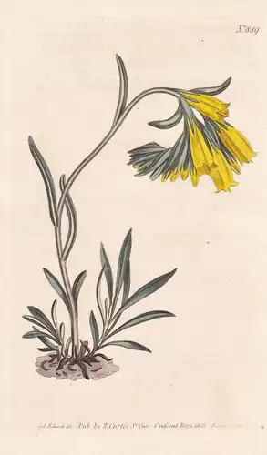 Onosma Taurica. Golden-flowered Onosma. Tab. 889 - golden-flowered onosma / Pflanze plant / flower flowers Blu