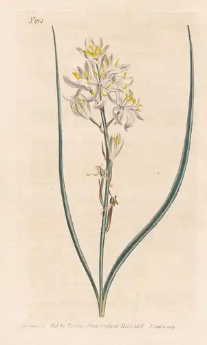 Phalangium liliago. Lesser Grass-leaved Phalangium. Tab. 914 - St Bernard's lily Traubige Graslilie / South Af