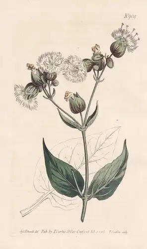 Silene Fimbriata. Fringed-flowered campion. Tab. 908 - Gefranstes Leimkraut / Himalays / Pflanze plant / flowe