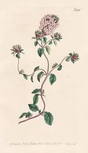 Ziziphora Serpyllacea. Sweet-scented Ziziphora. Tab. 906 - Caucasus / Pflanze plant / flower flowers Blume Blu