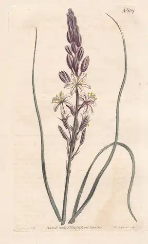 Anthericum Canaliculatum. Hairy Anthericum. Tab. 1124 - Trachyandra ciliata / South Africa Südafrika / Pflanze