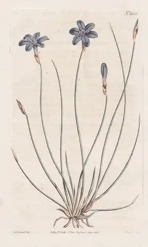 Aphyllanthes Monspeliensis. Rush-stalked lily-pink. Tab. 1132 - Binsenlilie / Pflanze plant / flower flowers B