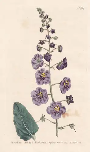 Verbascum Phoeniceum. Purple-flowered Mullein. Tab. 885 - purple mullein Violette Königskerze / Pflanze plant