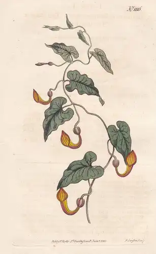 Aristolochia Sempervirens. Evergreen Birthwort. Tab. 1116 - Immergrüne Osterluzei / Pflanze plant / flower flo